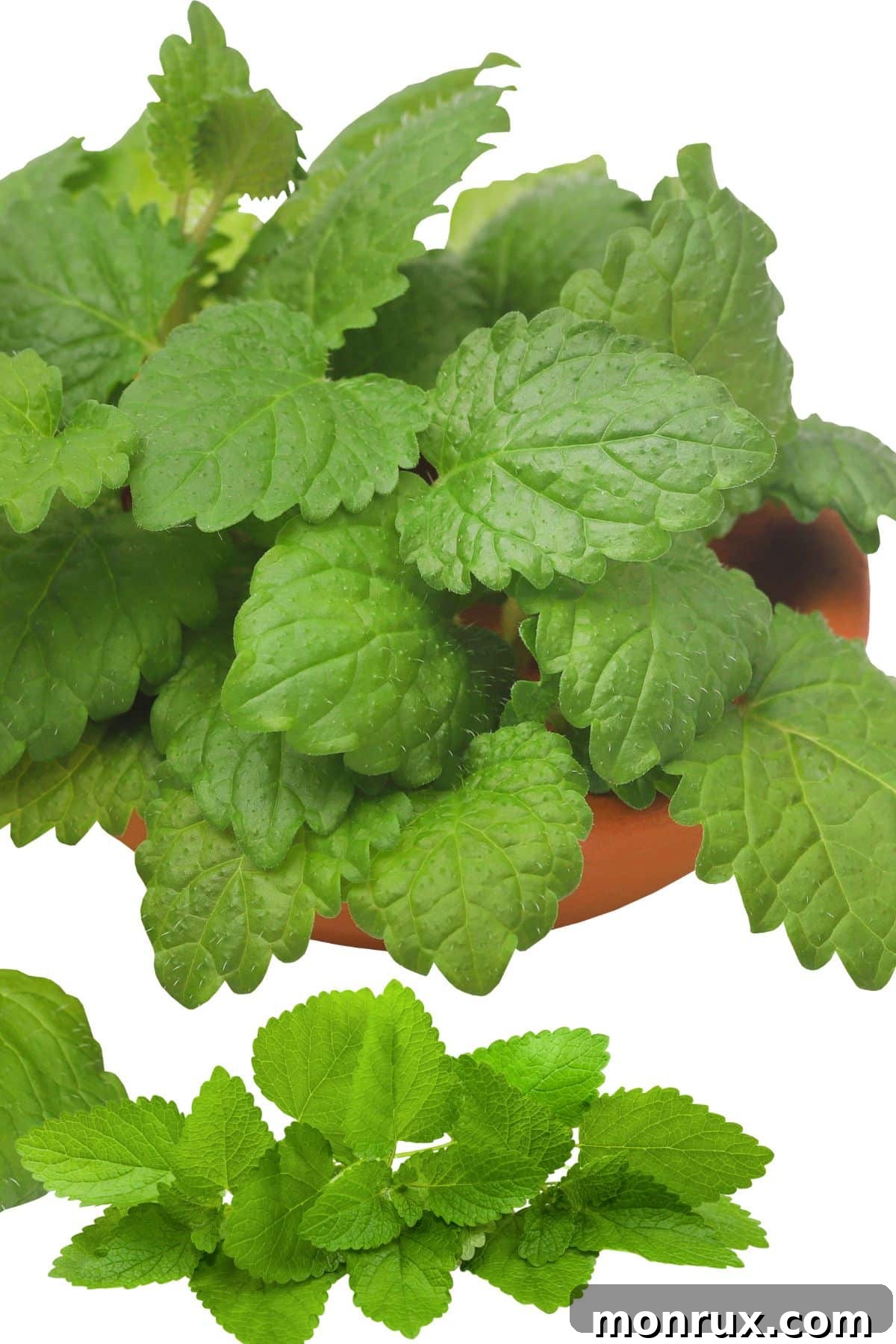 fresh lemon balm.